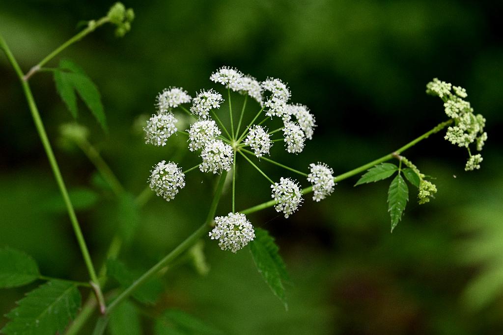 2025-06279190 Broad Meadow Brook, MA.JPG - Northern Water Hemlock (Cicuta maculata). Broad Meadow Brook Wildlife Sanctuary, MA, 6-27-2025